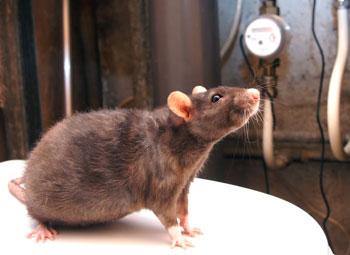 Exterminador-de-Ratones-en-La-Pintana